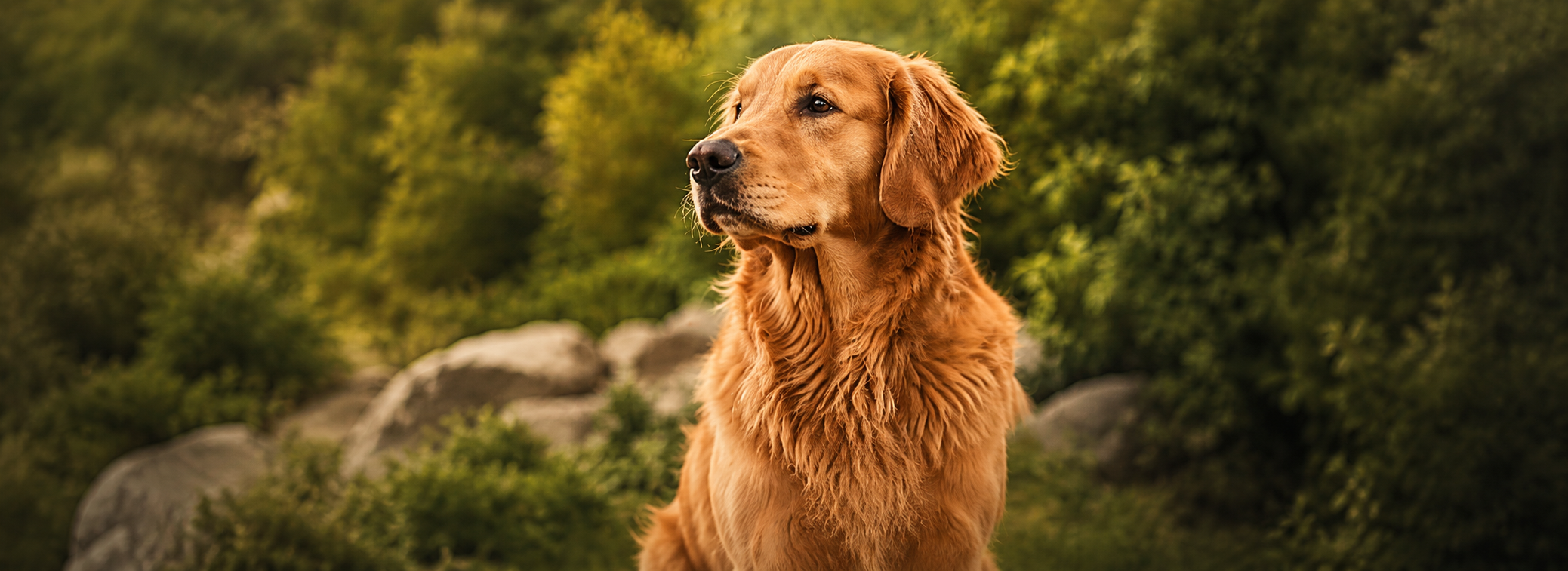 Thoughtful Picks for Happier Pets